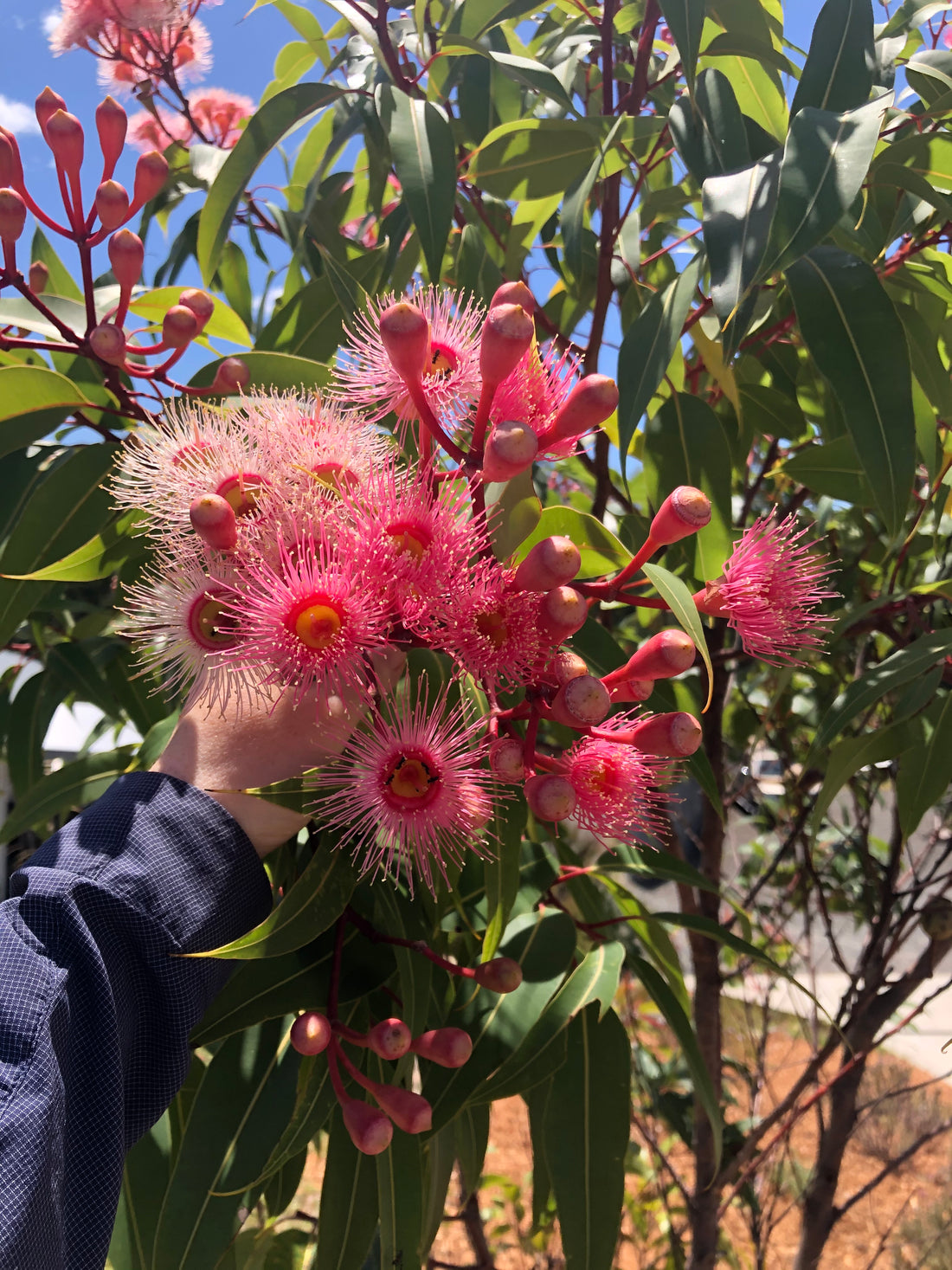 From Bland Yards to Biodiversity: Why Mid North Coast Gardens Need Native Love