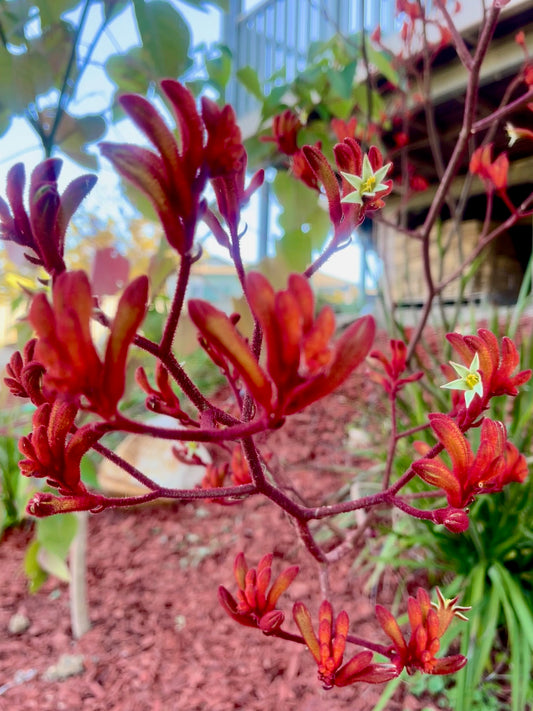 Must-Have Native Plants for your Mid North Coast Backyard